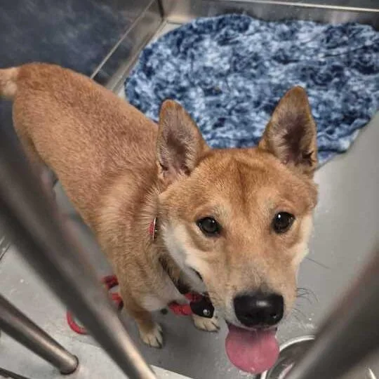 An adult medium-sized male Yellow / Tan / Blond / Fawn Mixed Breed dog named Famous for adoption in Davenport, IA
