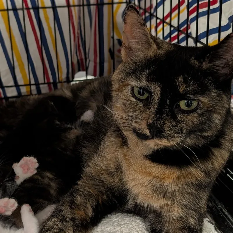 An adult small-sized female Tortoiseshell Domestic Short Hair cat named Darla for adoption in Bel Air, MD