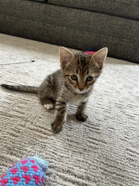 A baby small-sized male Domestic Short Hair cat named Nugget for adoption in Statesville, NC