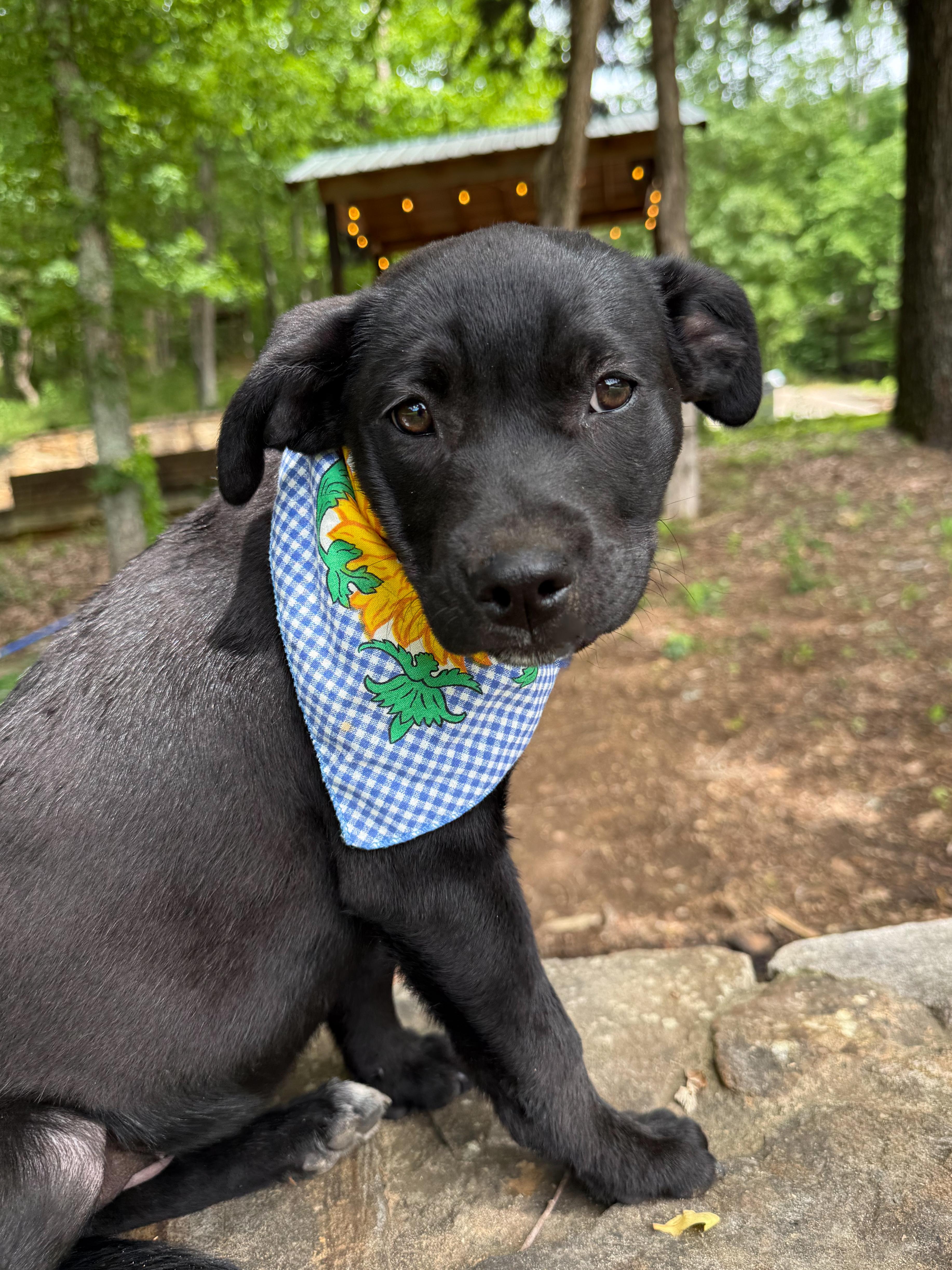 A young medium-sized female Black Labrador Retriever dog named Laken for adoption in Newfoundland, NJ