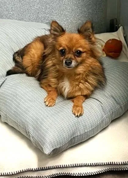 An adult small-sized female Pomeranian dog named sweet Pea for adoption in Waupaca, WI