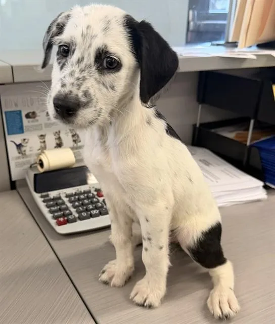 A baby medium-sized female Dalmatian dog named A for adoption in Baldwin Park, CA