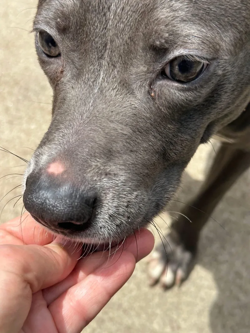 An adult medium-sized female Gray / Blue / Silver Pit Bull Terrier dog named Postcard for adoption in Chicago, IL