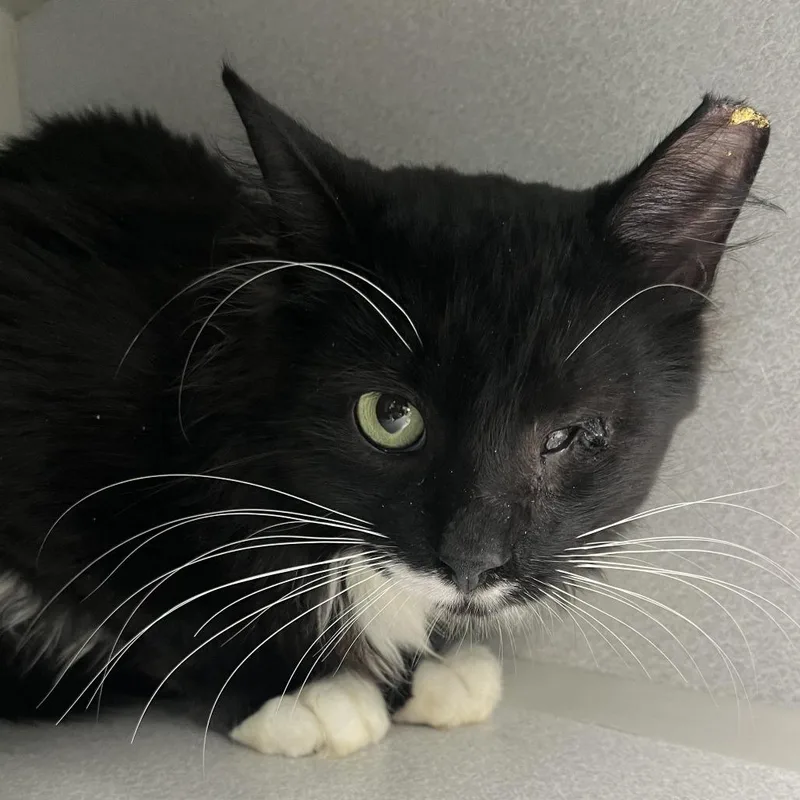 A young medium-sized male Black Domestic Short Hair cat named Willie for adoption in Newark, NJ