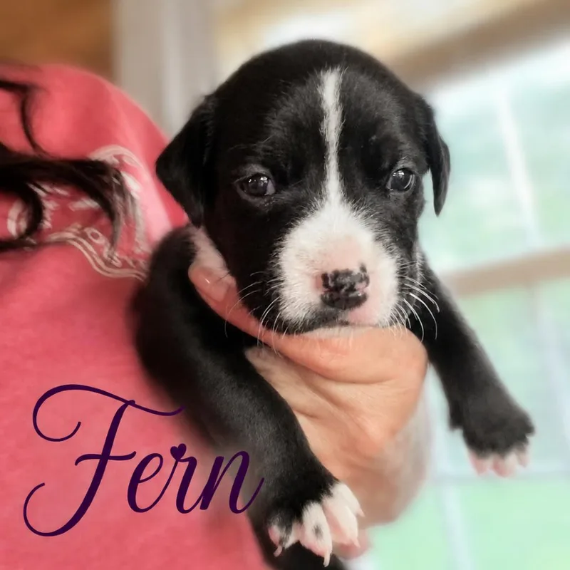 A baby small-sized female Black Mixed Breed dog named Fern for adoption in Northville, MI