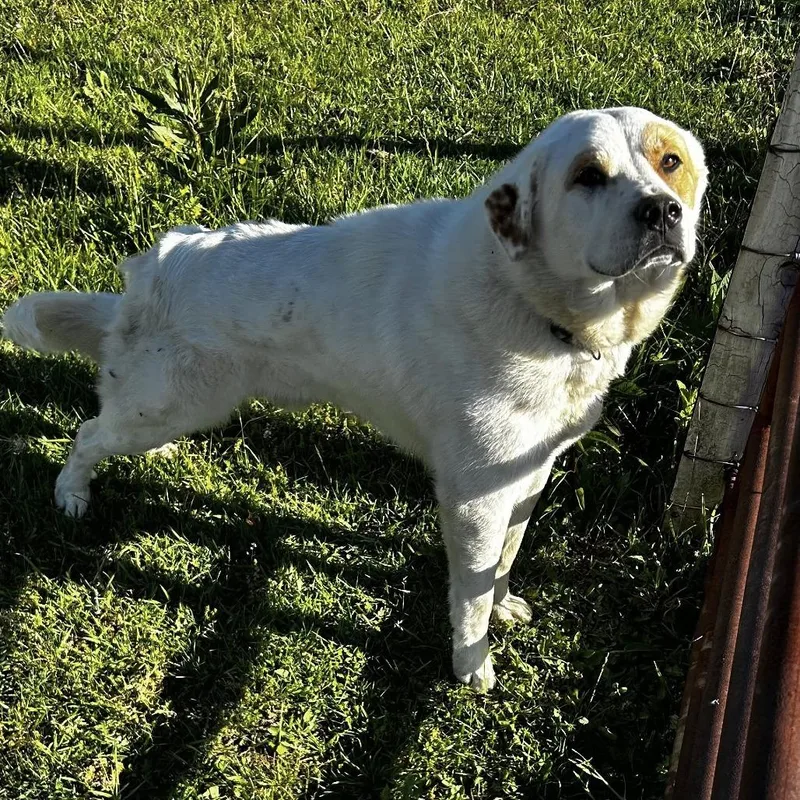 An adult large-sized male White / Cream Mixed Breed dog named Dudley for adoption in Jeffersonville, IN