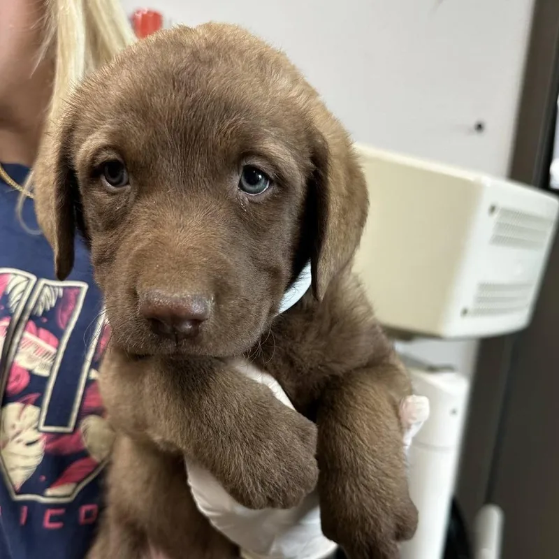 A baby small-sized female Yellow / Tan / Blond / Fawn Labrador Retriever dog named Bonnie for adoption in Hattiesburg, MS