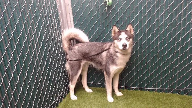 A young medium-sized female Siberian Husky dog named Sadie for adoption in Downey, CA