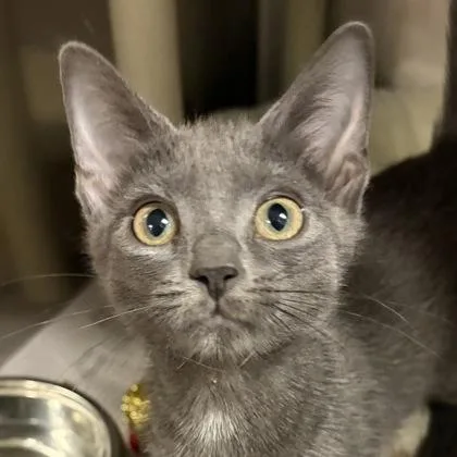 A young small-sized female Gray / Blue / Silver Domestic Short Hair cat named Kanga for adoption in North Myrtle Beach, SC