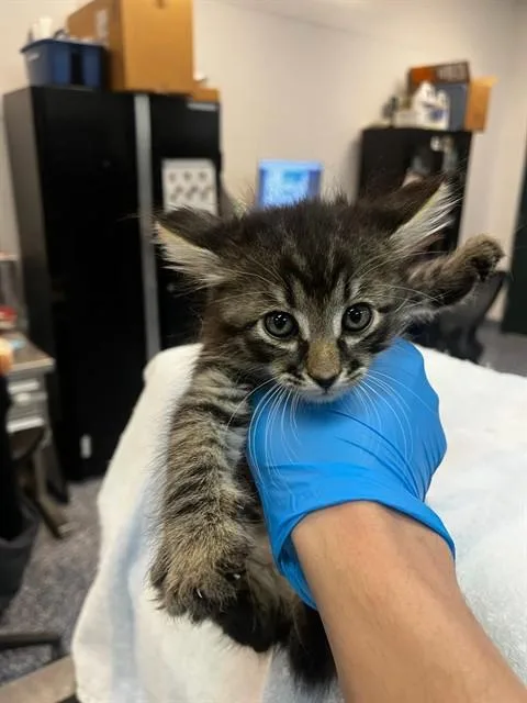 A baby small-sized male Domestic Short Hair cat named Lucky Charm for adoption in Thousand Palms, CA
