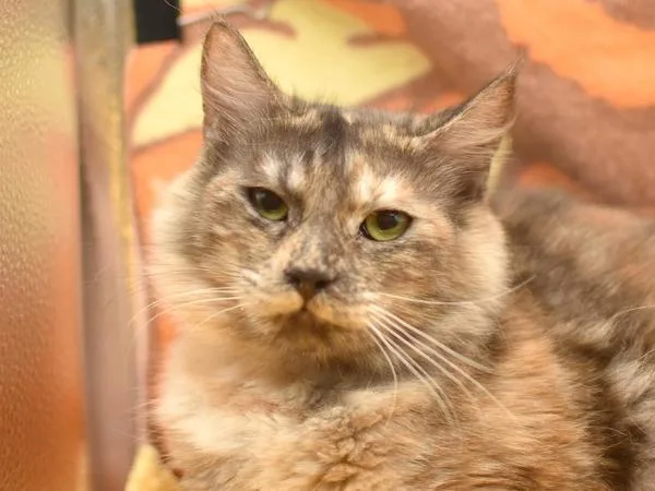 A young medium-sized female Domestic Medium Hair cat named Goldfinch for adoption in Portland, OR