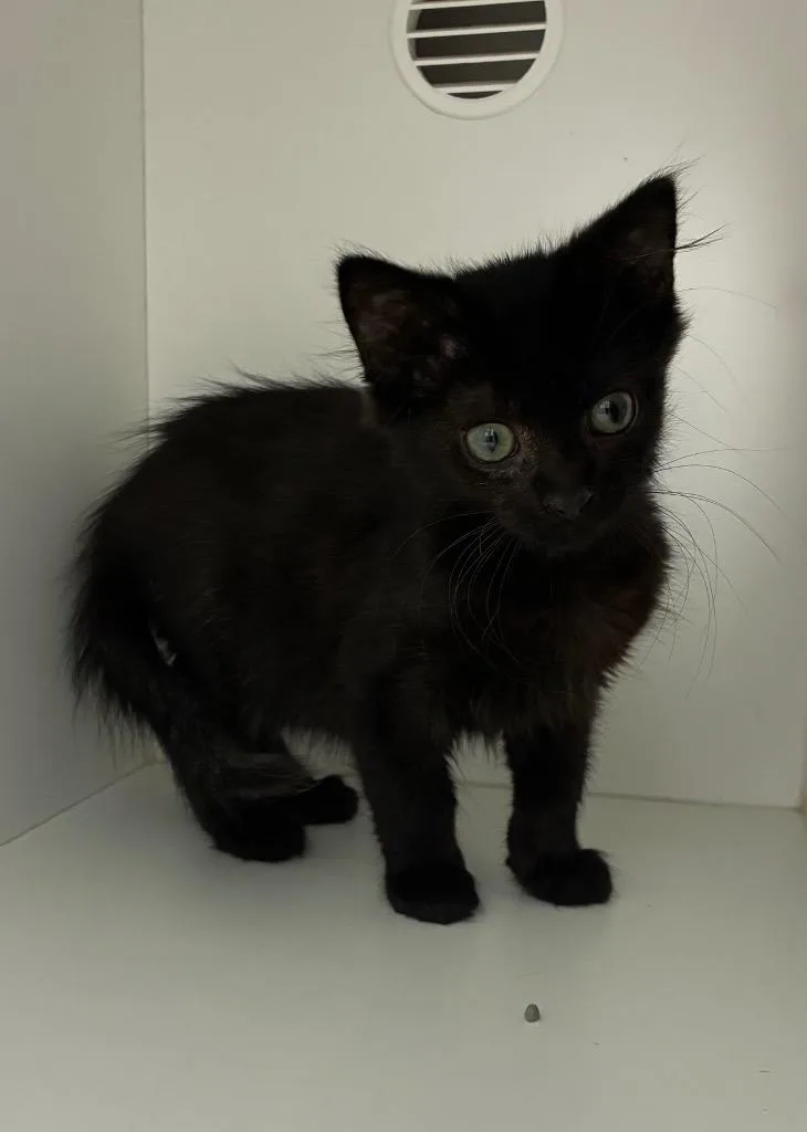 A baby medium-sized male Domestic Short Hair cat named Piccata for adoption in Hartsville, SC