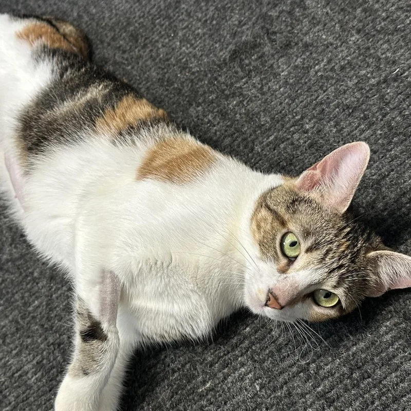 A young small-sized female Orange / Red Domestic Short Hair cat named Virgina for adoption in Opelika, AL