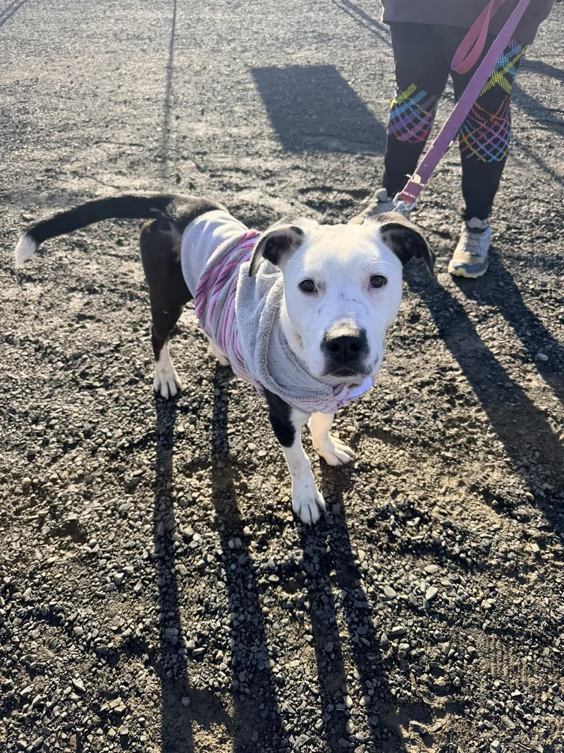 A young medium-sized male Pit Bull Terrier dog named Rutabaga for adoption in West Richland, WA