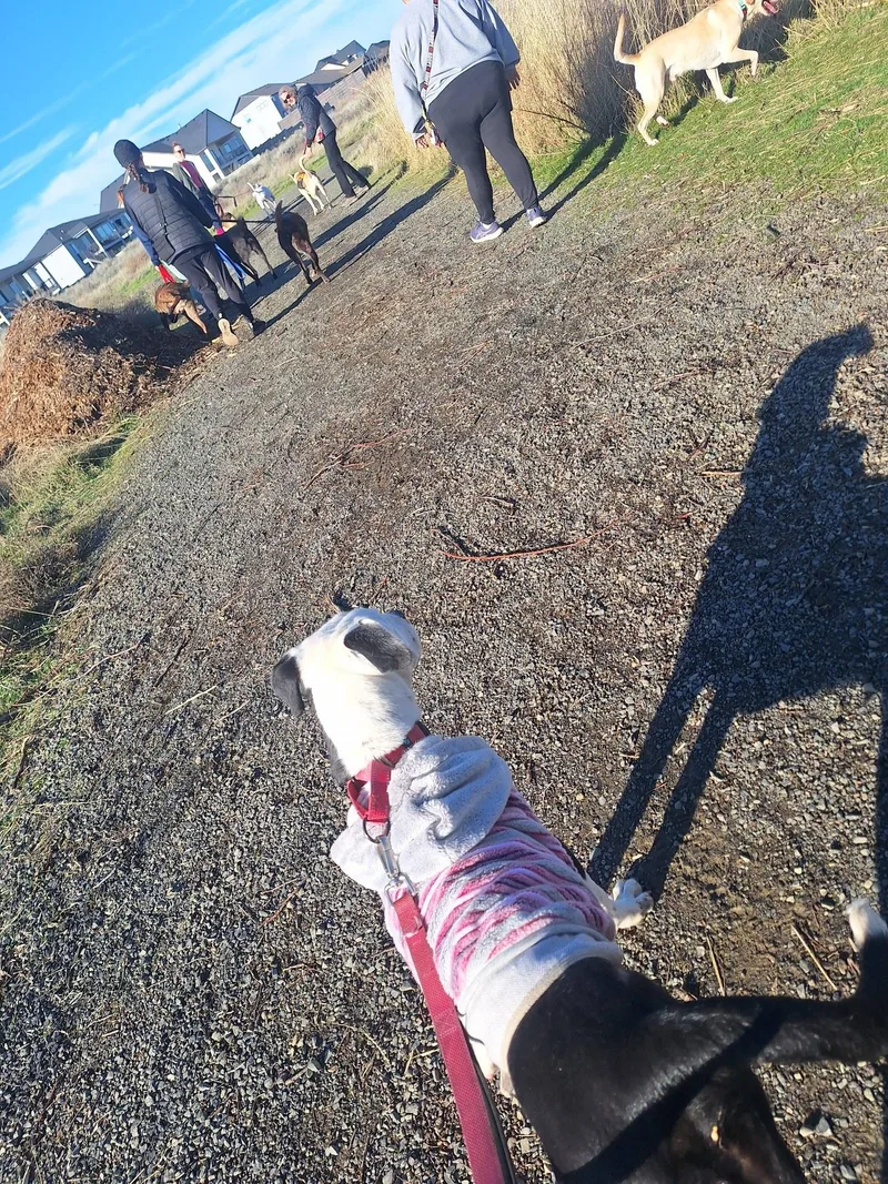 Rutabaga thumbnail 3