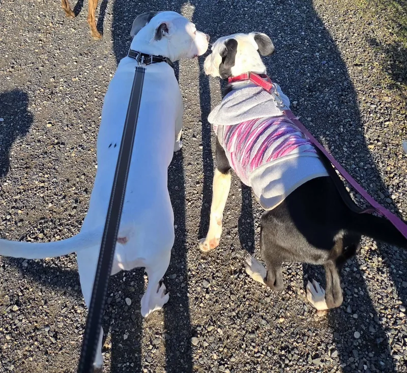 Rutabaga thumbnail 4