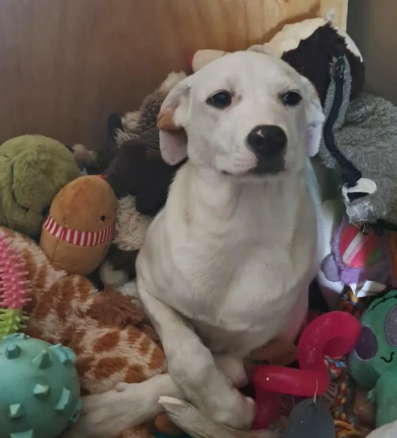 A baby medium-sized female White / Cream Mixed Breed dog named Maddie for adoption in Grand Rapids, MI