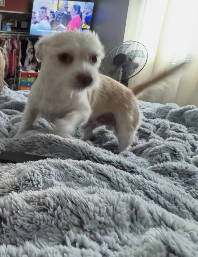 Coco