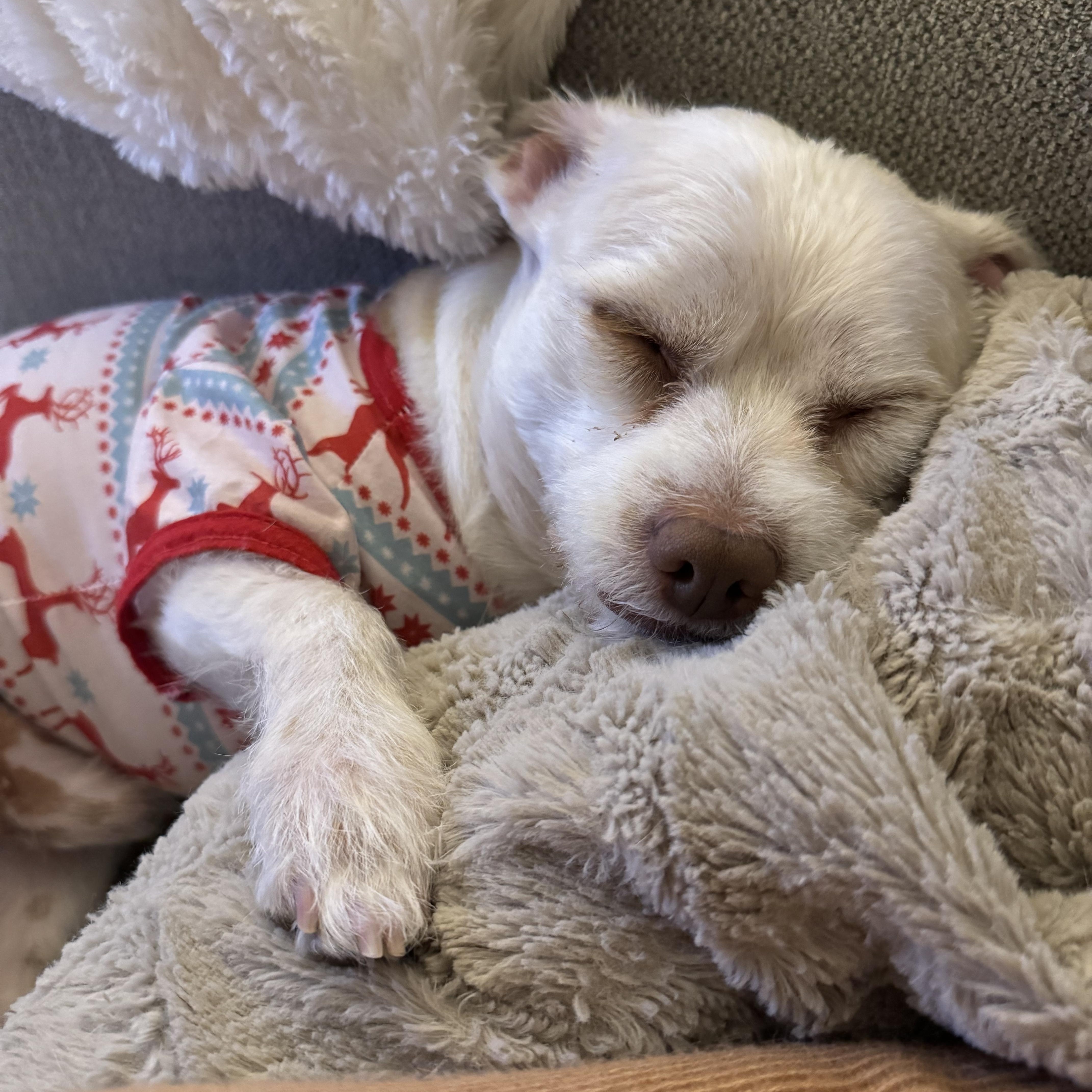 Coco thumbnail 2