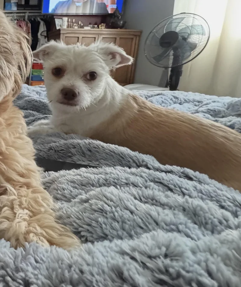 Coco thumbnail 4