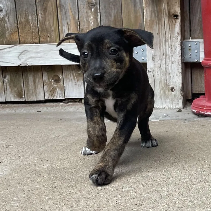 A baby small-sized female Black Mixed Breed dog named Magenta for adoption in Tulsa, OK