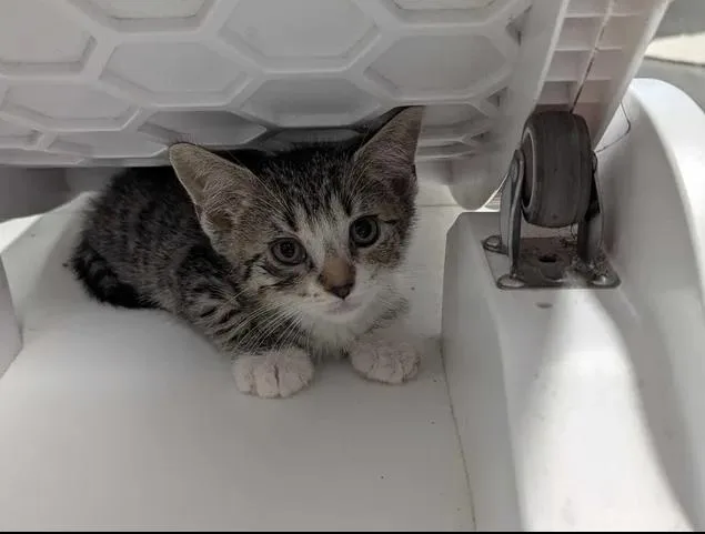 A baby small-sized male Domestic Medium Hair cat named Nimbus for adoption in Brunswick, GA