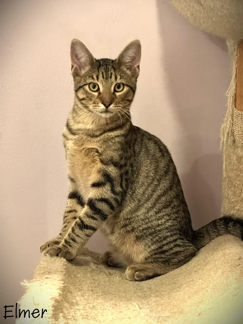 A baby small-sized male Tabby (Gray / Blue / Silver) Domestic Short Hair cat named Elmer for adoption in Mankato, MN