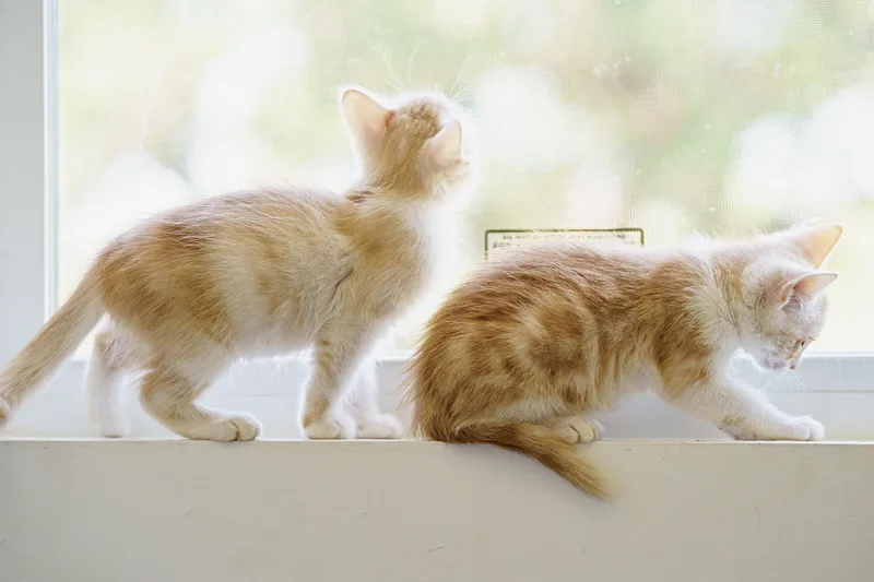 A baby medium-sized female Orange & White American Shorthair cat named A Unique Family Of for adoption in LAMPASAS, TX
