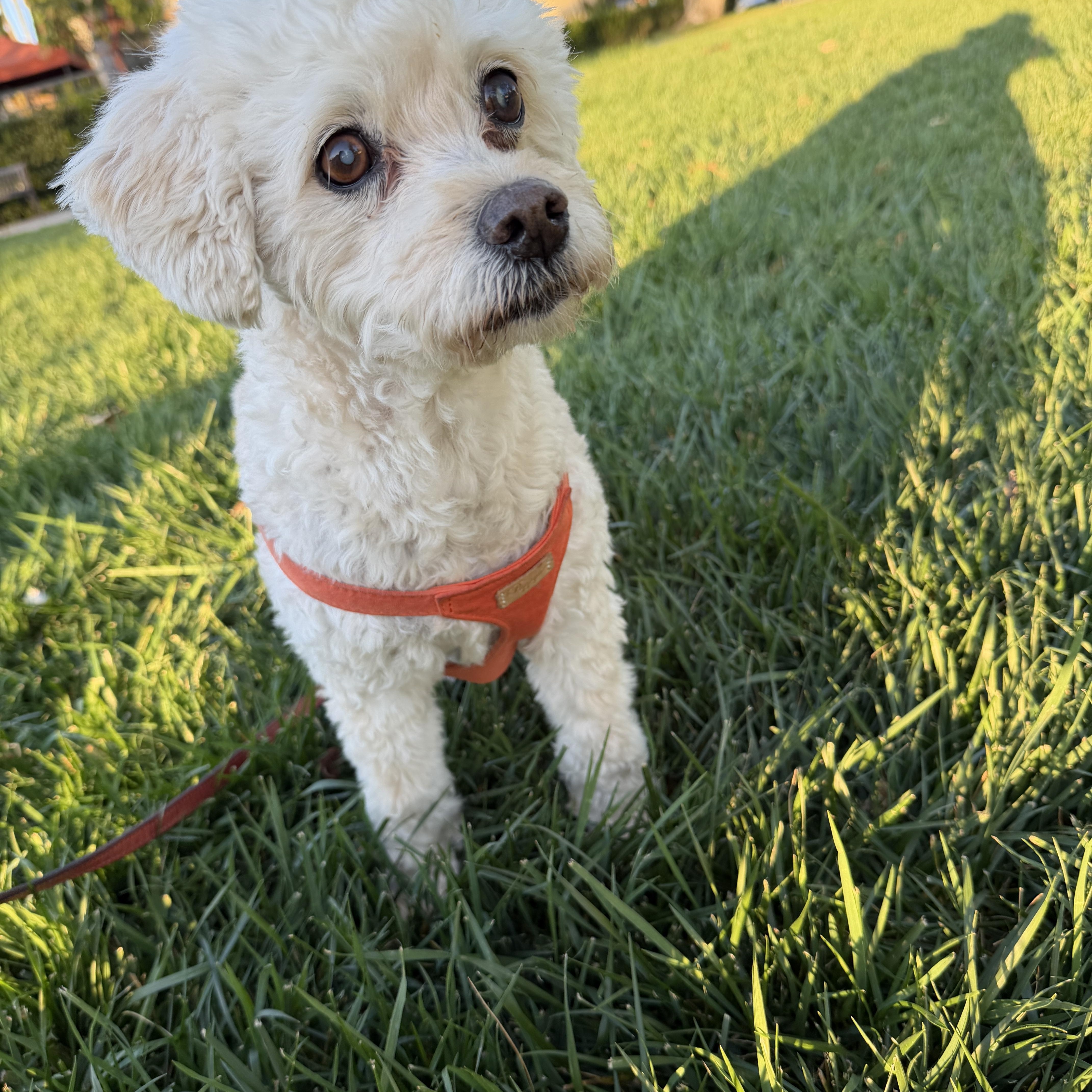 An adult small-sized male White / Cream Miniature Poodle dog named Billy for adoption in Laguna Beach, CA