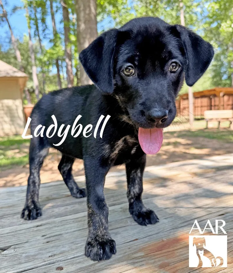 A baby medium-sized female Labrador Retriever dog named Ladybell for adoption in Magnolia, TX