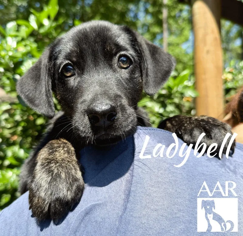 Ladybell thumbnail 2