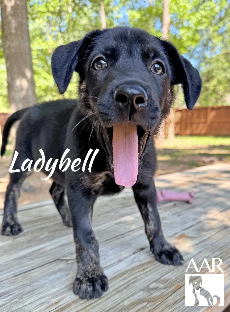 Ladybell thumbnail 3