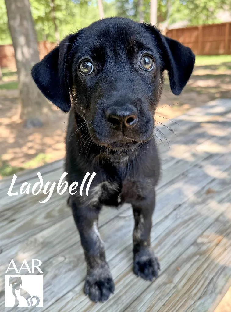 Ladybell thumbnail 4