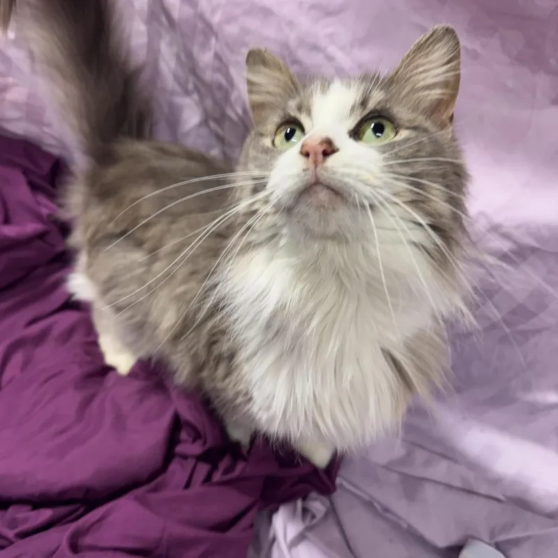 Bela Lugosi thumbnail 2