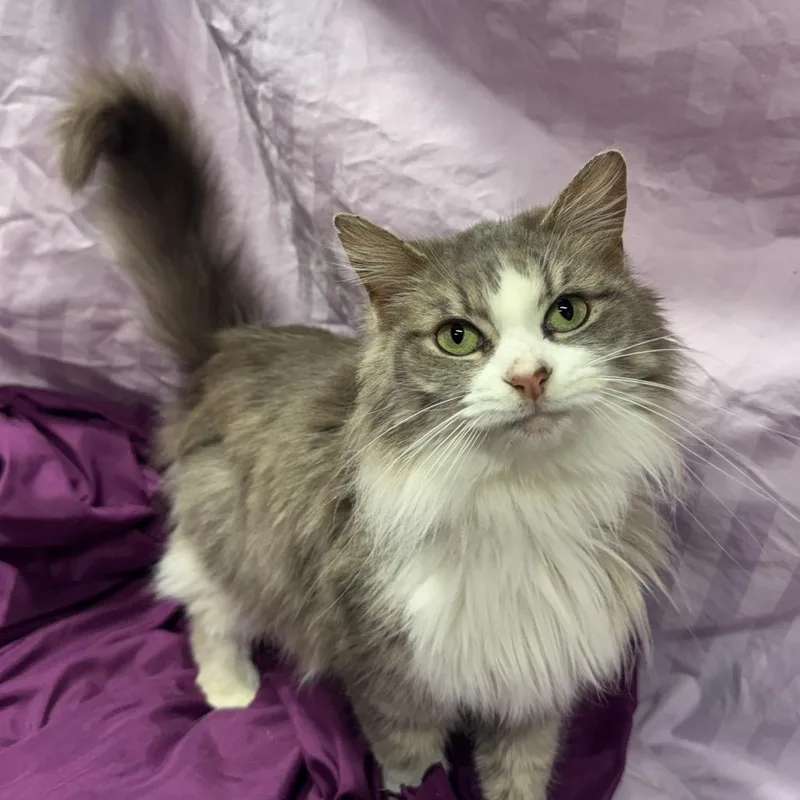 Bela Lugosi thumbnail 3