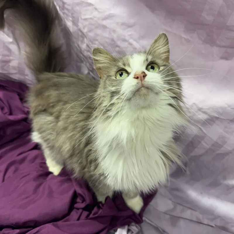 Bela Lugosi thumbnail 4