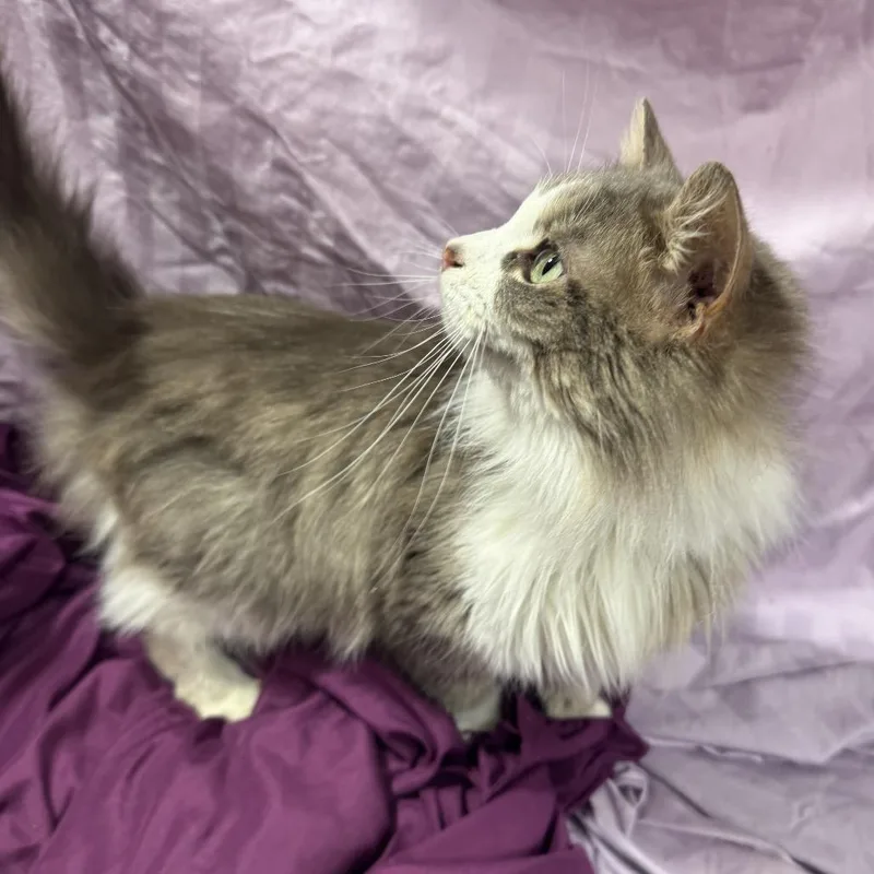 Bela Lugosi thumbnail 5