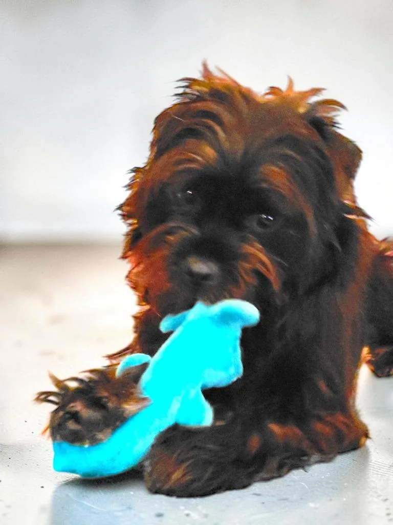 A baby small-sized male Shih Tzu dog named Jackson for adoption in Spring, TX