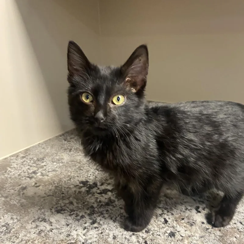 A baby small-sized male Black Domestic Short Hair cat named Kol for adoption in Wadena, MN