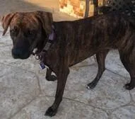 An adult medium-sized female Brindle Treeing Walker Coonhound dog named Lauren's Gems: Holly NKA for adoption in Dallas, TX