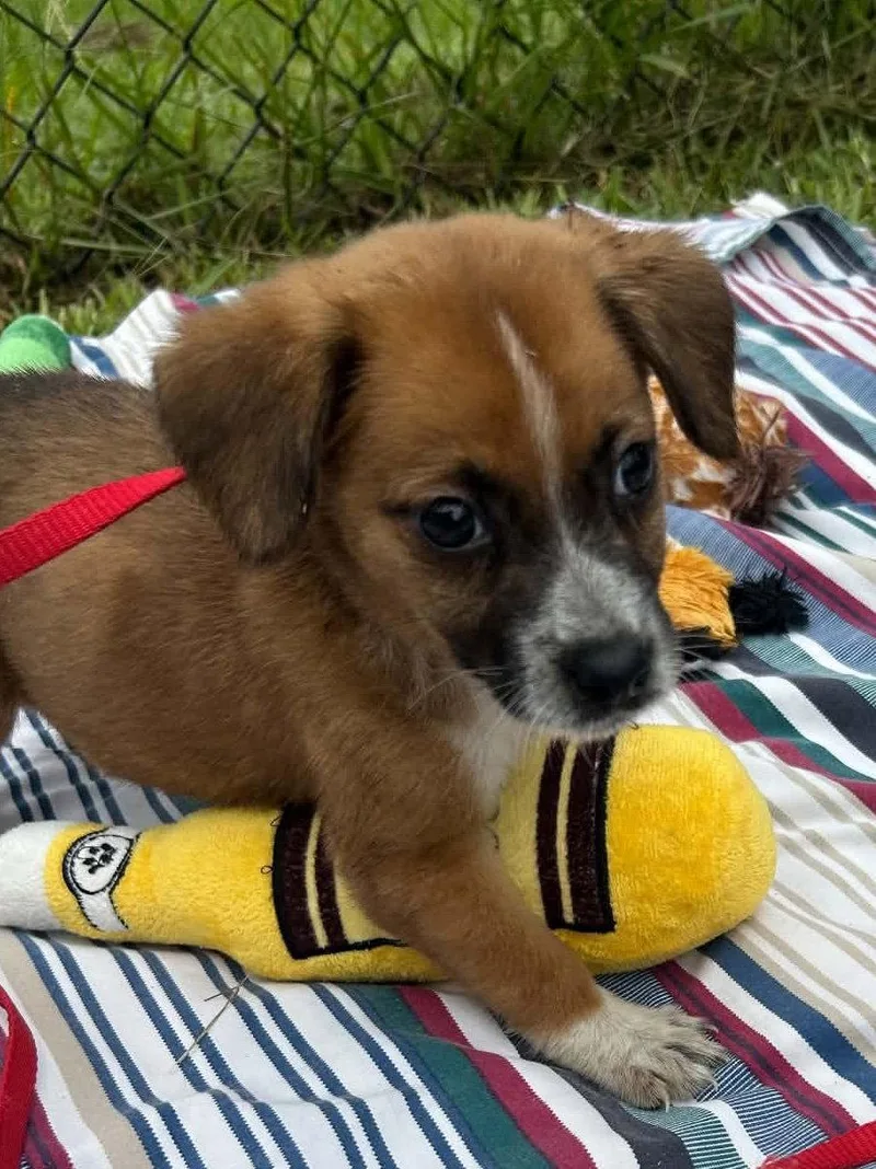 A baby medium-sized female Labrador Retriever dog named Londyn for adoption in Tarrytown, GA