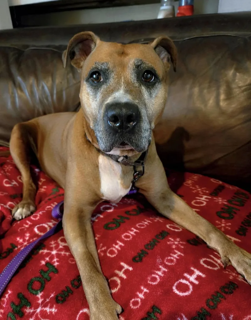 A senior medium-sized female American Staffordshire Terrier dog named Olenna for adoption in Youngstown, OH