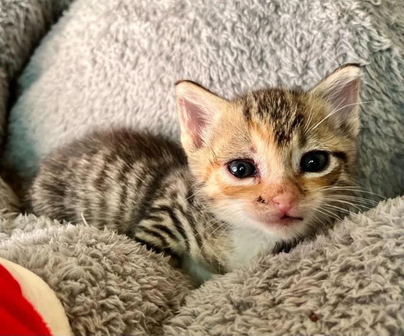 A baby small-sized female Domestic Short Hair cat named Juniper for adoption in Clinton, SC