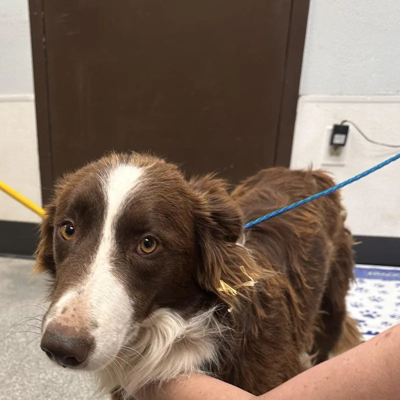 A young medium-sized male Red / Chestnut / Orange Border Collie dog named Marshall for adoption in Durango, CO