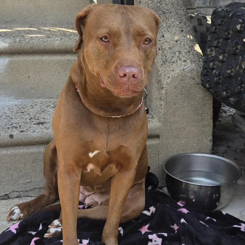An adult medium-sized female Red / Chestnut / Orange Pit Bull Terrier dog named Hades for adoption in Philadelphia, PA