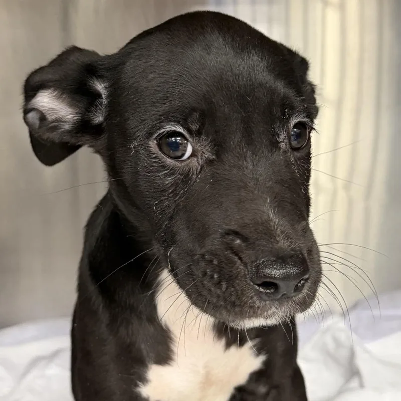 A baby medium-sized female Pit Bull Terrier dog named Daisy for adoption in Midland, TX