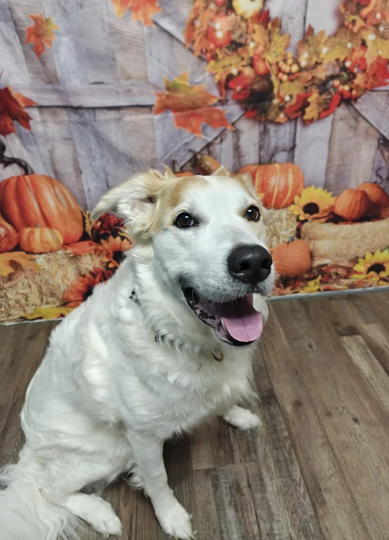An adult large-sized female Mixed Breed dog named Marley for adoption in Oconto, WI