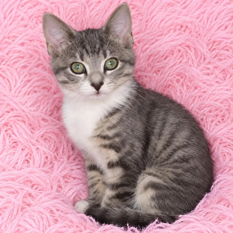 A baby small-sized female Gray / Blue / Silver Domestic Short Hair cat named Marlena for adoption in Quincy, OH