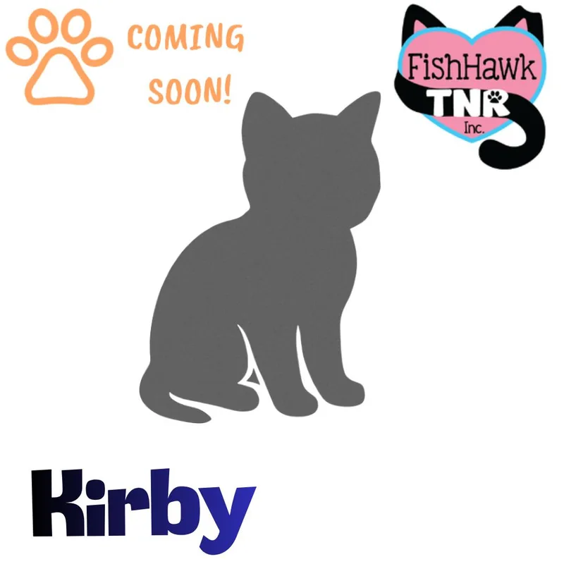 A baby large-sized male Tabby (Brown / Chocolate) Domestic Medium Hair cat named Kirby Mediumhaired Cutie for adoption in Riverview, FL