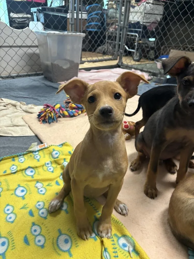 A baby medium-sized female Mixed Breed dog named Sarabi for adoption in Dorr, MI